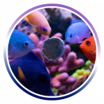 fish masstick logo